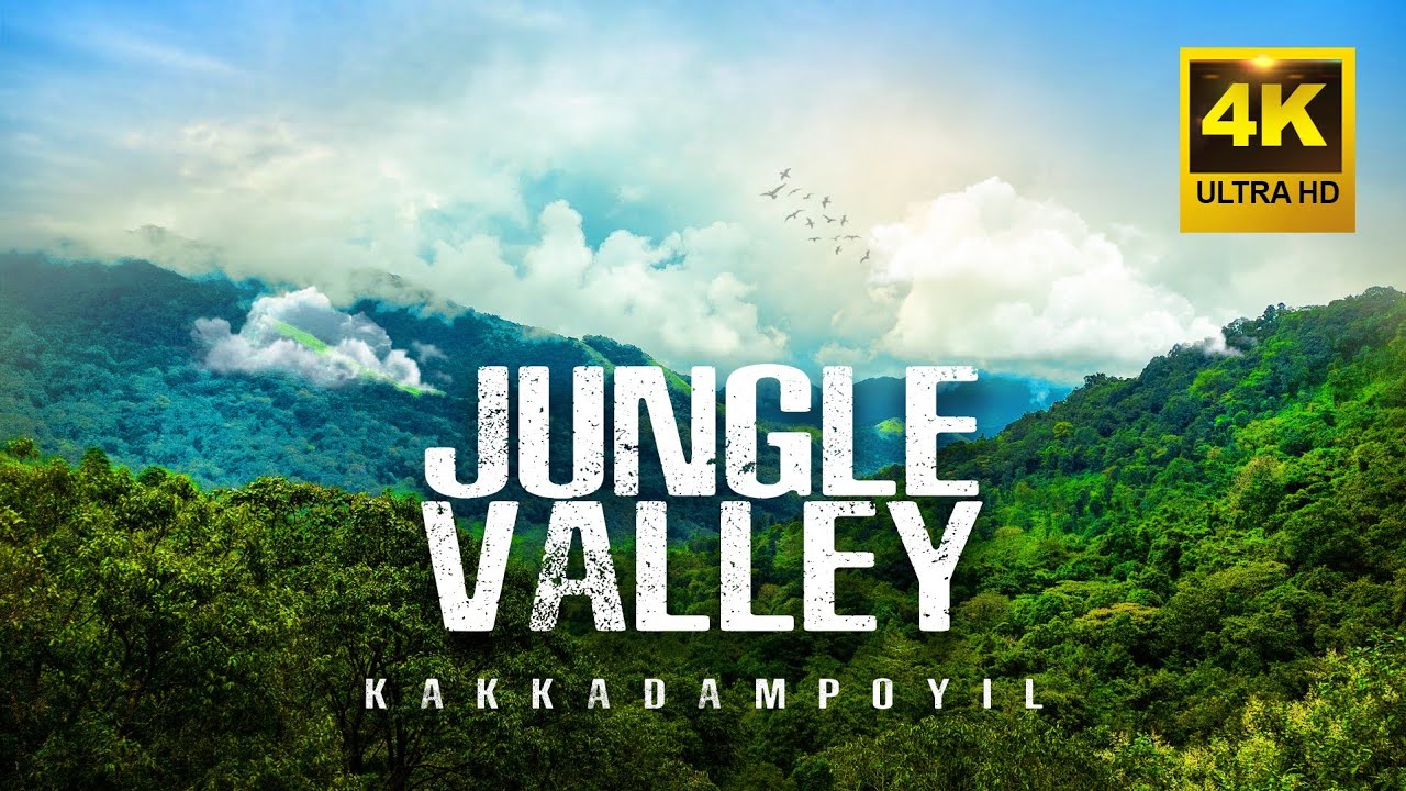 Jungle Valley | Forest camping near Nilambur Kerala | 4K