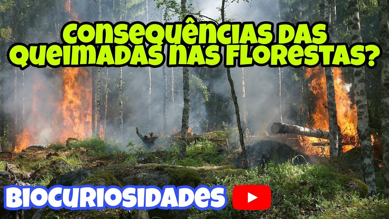 CONSEQU&Ecirc;NCIAS das QUEIMADAS - CARACTER&Iacute;STICAS do BIOMA PANTANAL