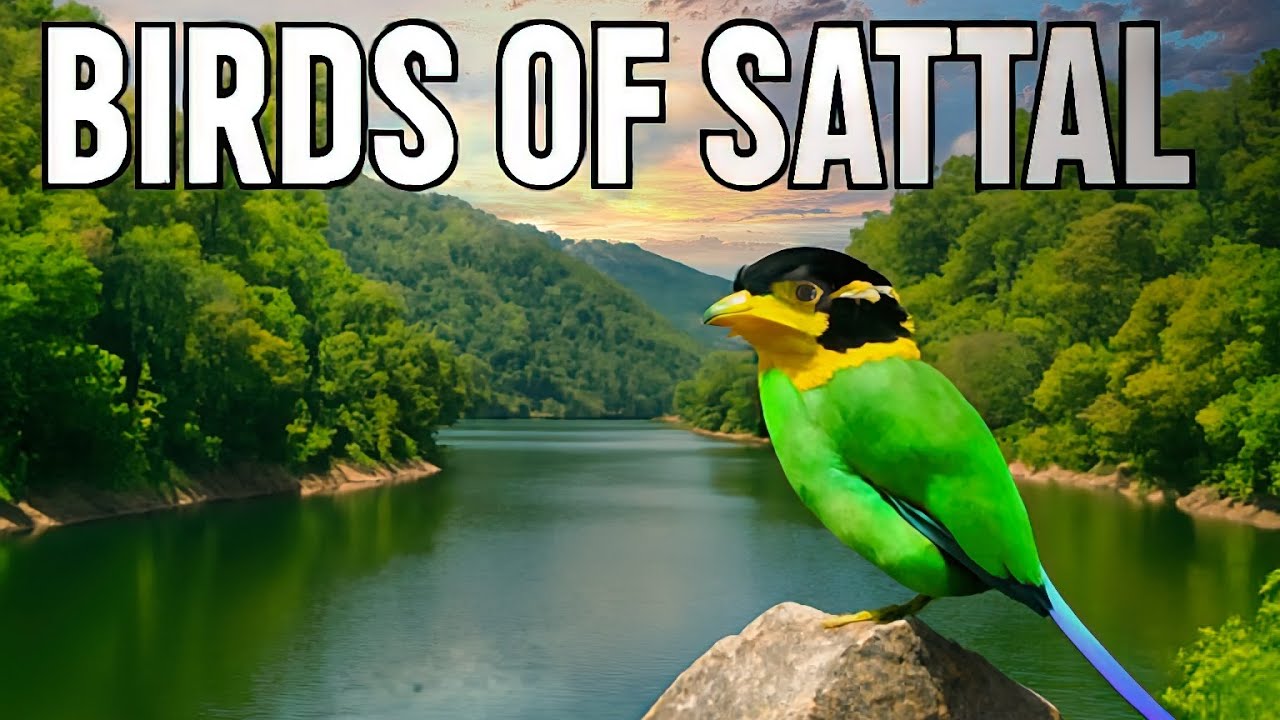 Birds of Sattal | Colorful Himalayan Birds & Soothing Nature Sounds | Bird Paradise of Uttarakhand