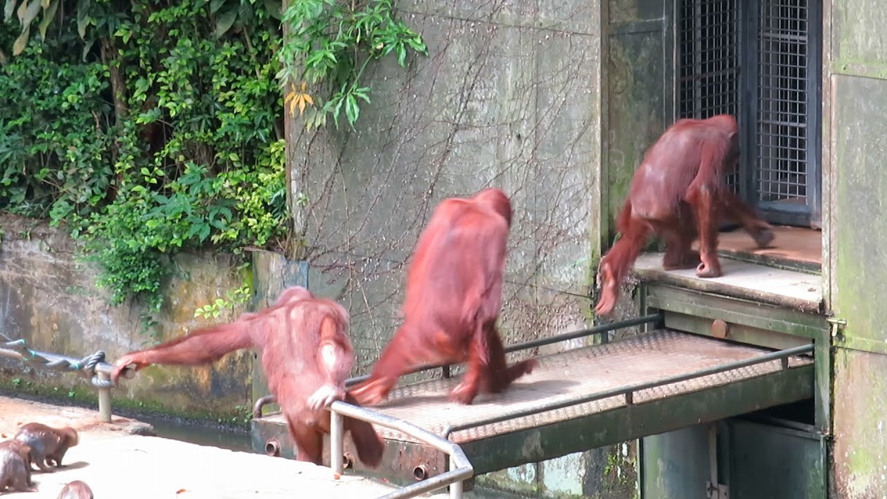 Orangutans go home for a moment / 少しだけ一時帰宅するオランウータン