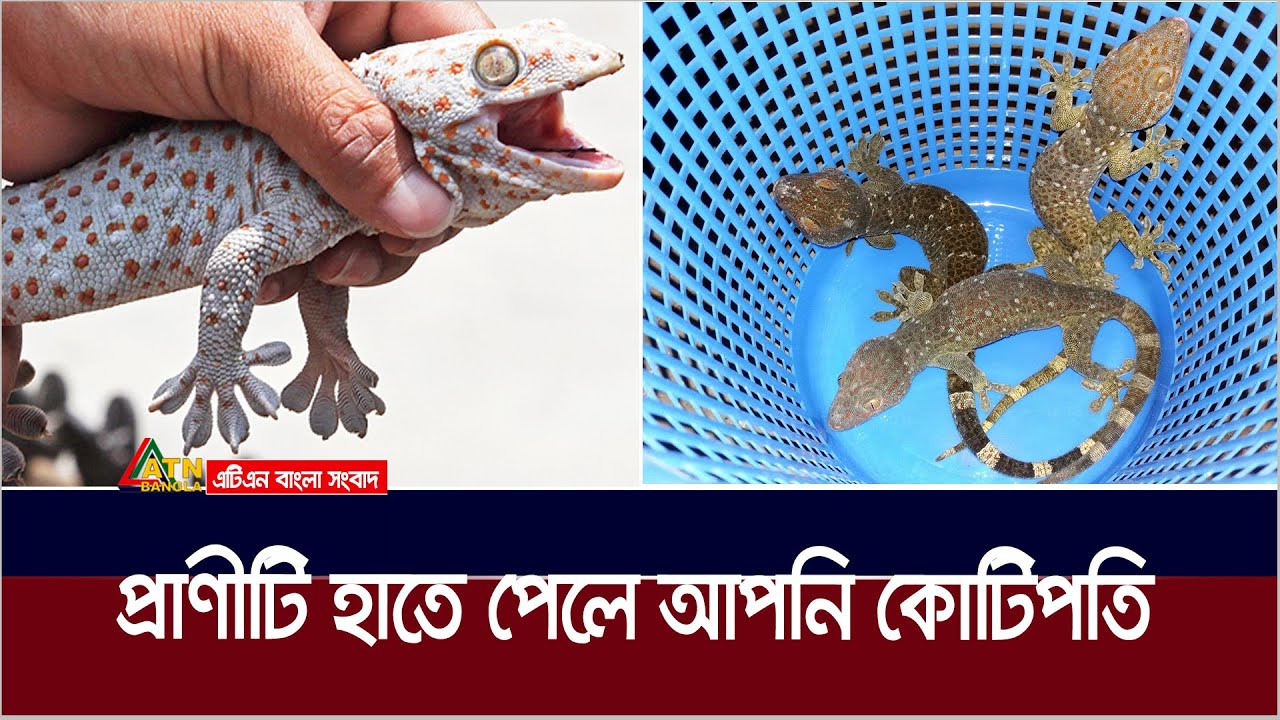 প্রাণীটি হাতে পেলে হতে পারেন রাতারাতি কোটিপতি | Lizard | Tokay gecko | Tokkhok