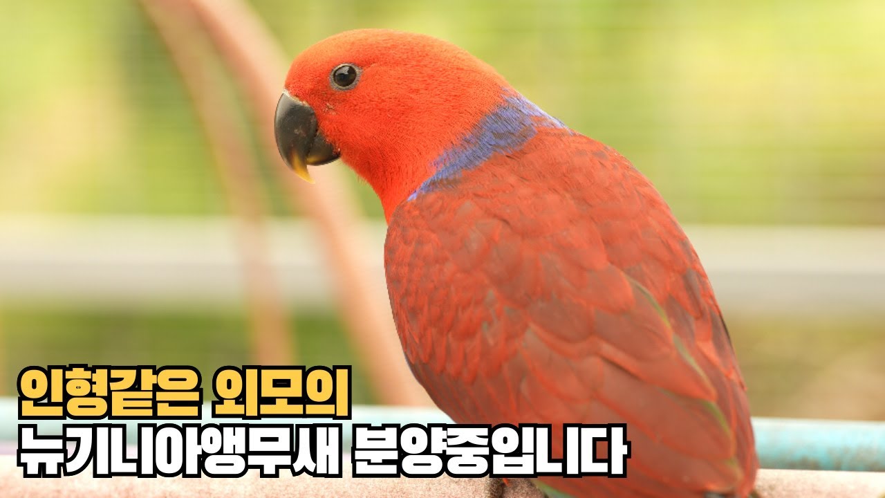 뉴기니아앵무새 분양합니다 #대구앵무새농장 #eclectus