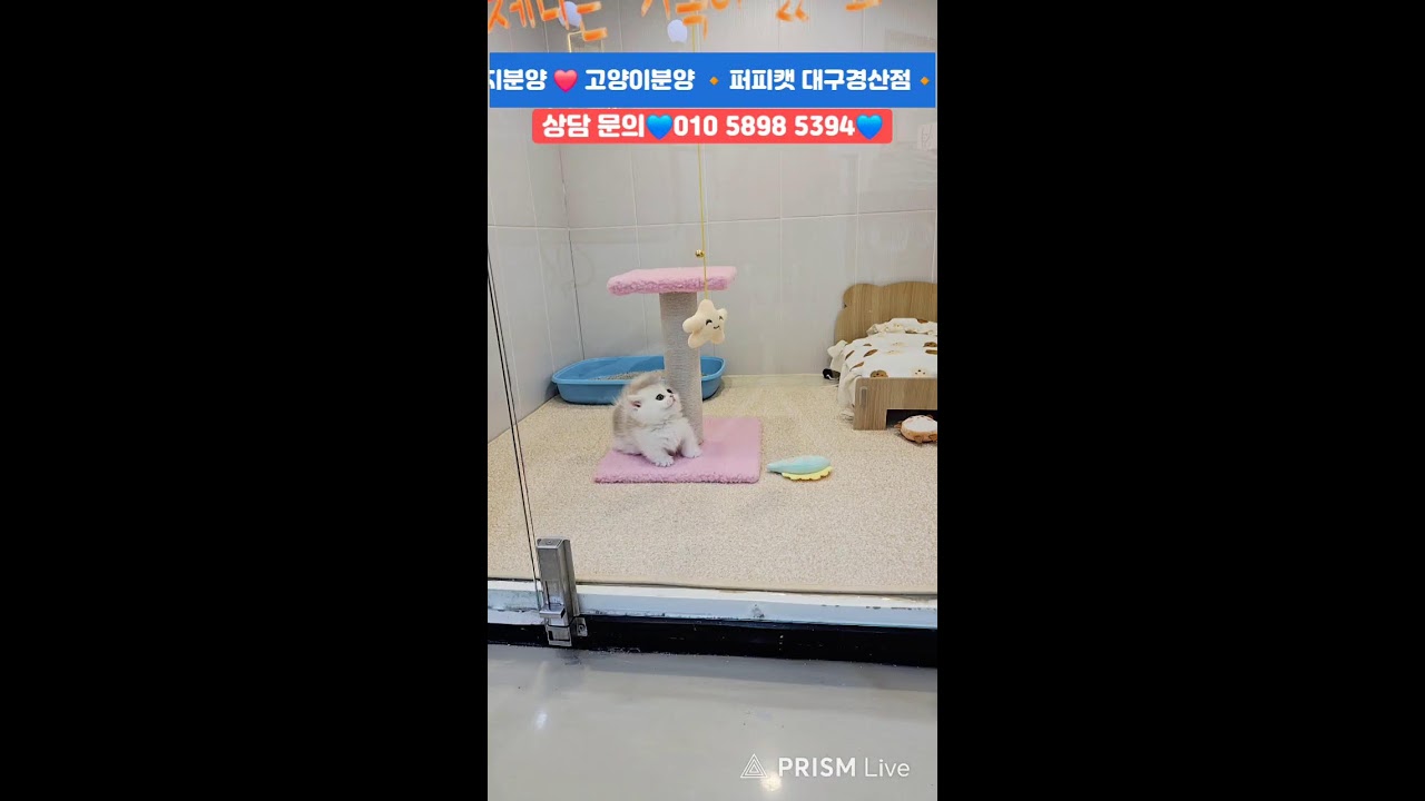 강아지분양💙고양이분양🔸️ 퍼피캣 대구경산점🔸️#강아지 #강아지분양 #대구강아지분양 #고양이 #고양이분양 #대구고양이분양 #애견분양 #대구애견분양 #라이브 #Live