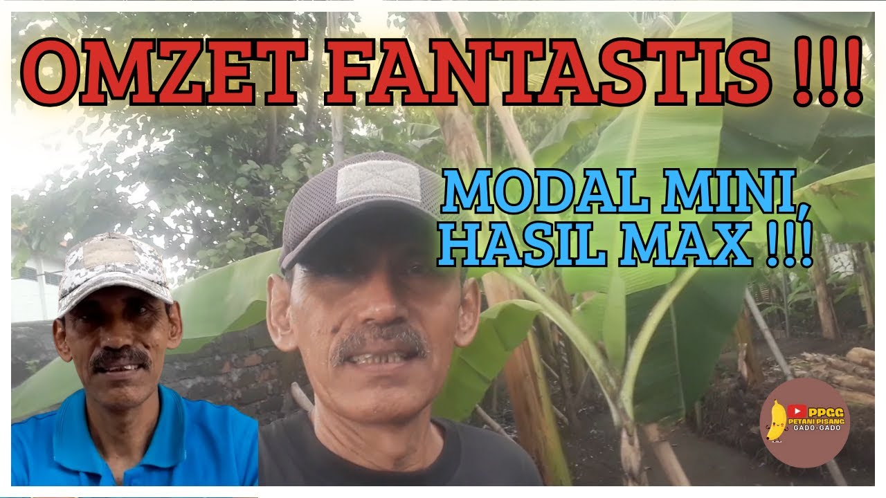 Modal Kecil, Omzet Besar! Simulasi Keuntungan Berkebun Pisang Mini