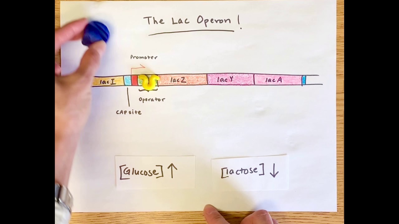 Lac Operon Regulation