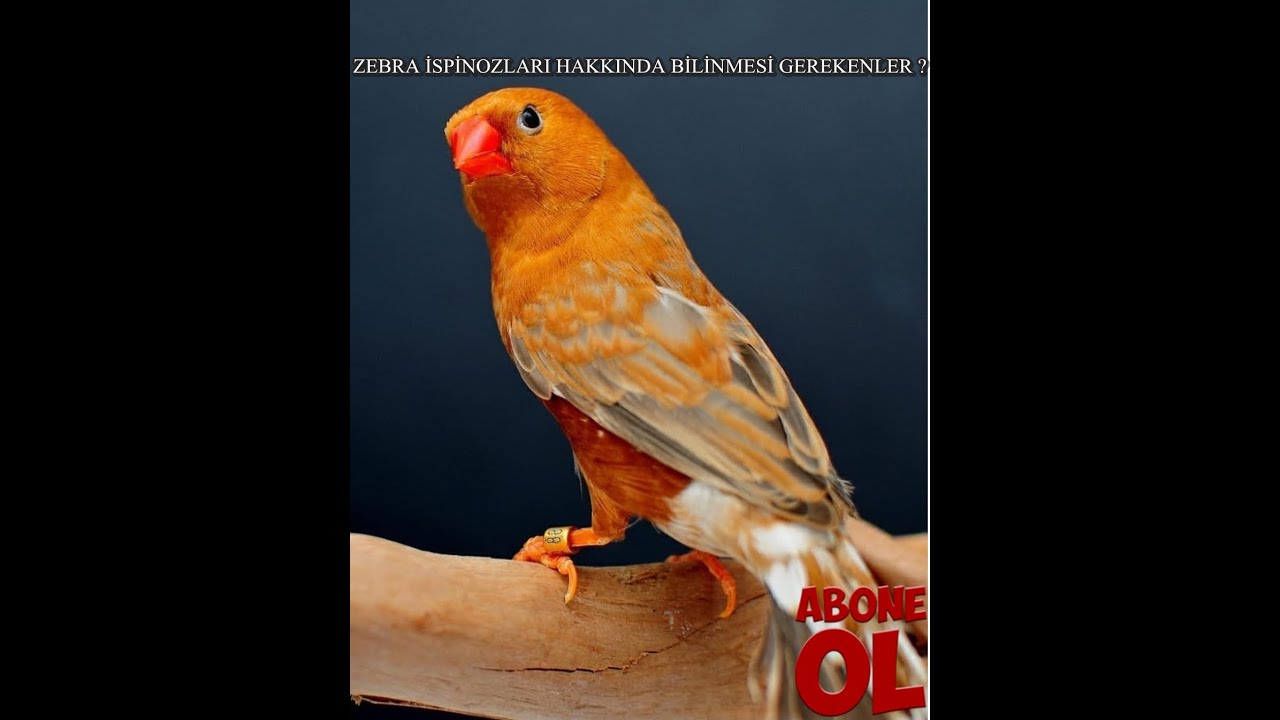 Zebra ispinozları hakkında bilinmesi gerekenler neler ?