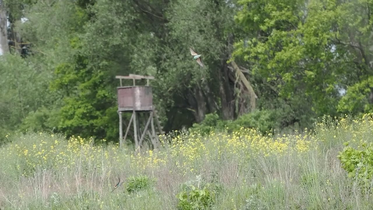 Bienenfresserkolonie im Mai 2025
