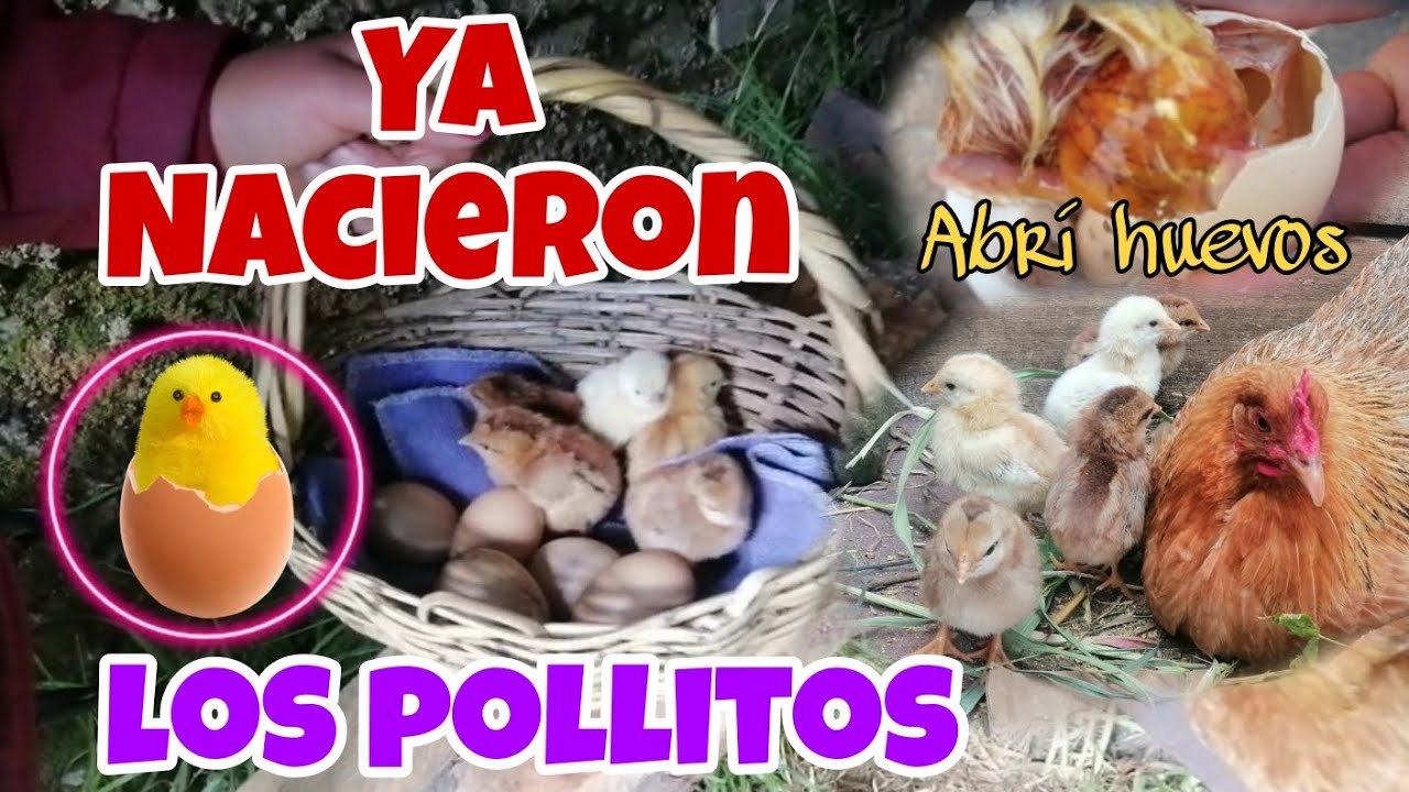 Ya sacó POLLITOS!... La GALLINA que tenía el nido escondido