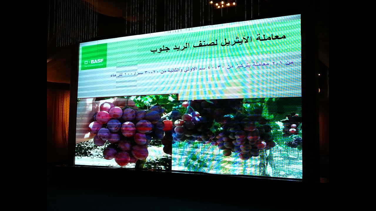 التلوين فى أصناف العنب المختلفة م/ شريف حسن -مؤتمر العنب لشركة باسف الألمانية 4 مارس 2015