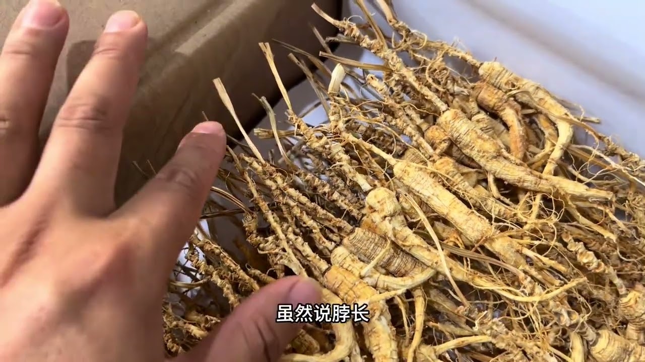 高年头的林下参的芦头到底是什么样子的，这个视频给您们讲清楚