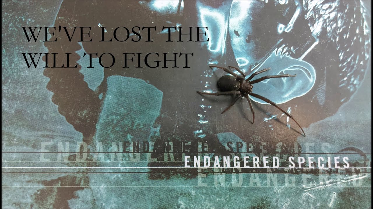 Flaw - Endangered Species ( w / english sub. )