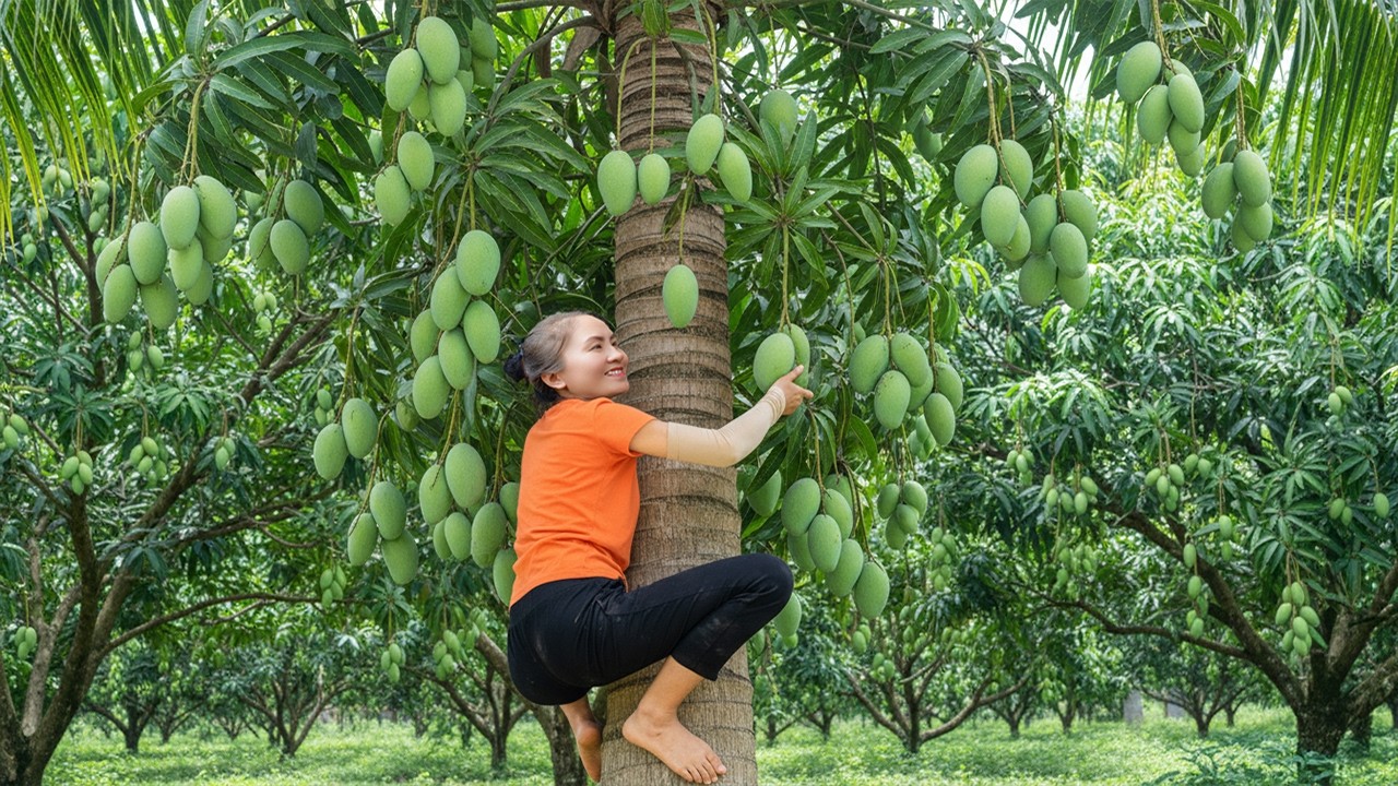 Emma Harvested Mango: Collecting Giant Mango for the Local Market