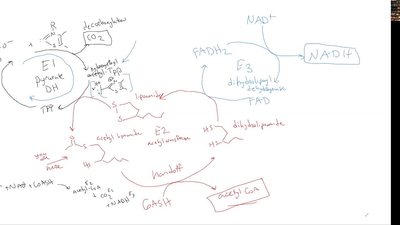 CHEM 407 - Pyruvate Dehydrogenase - 3- Enzyme Mechanisms