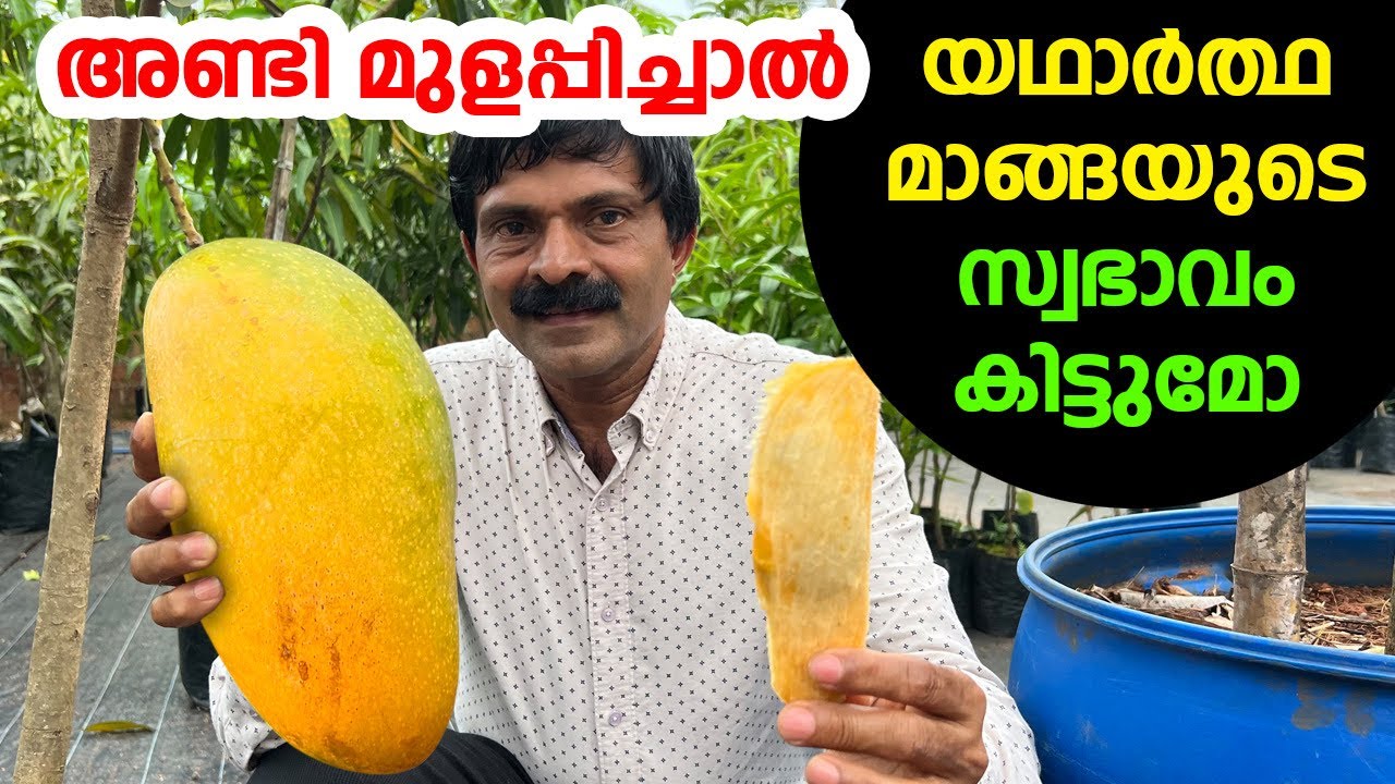 അണ്ടി മുളപ്പിച്ചാൽ യഥാർത്ഥ മാങ്ങയുടെ സ്വഭാവം കിട്ടുമോ 😳 Mango tree plant