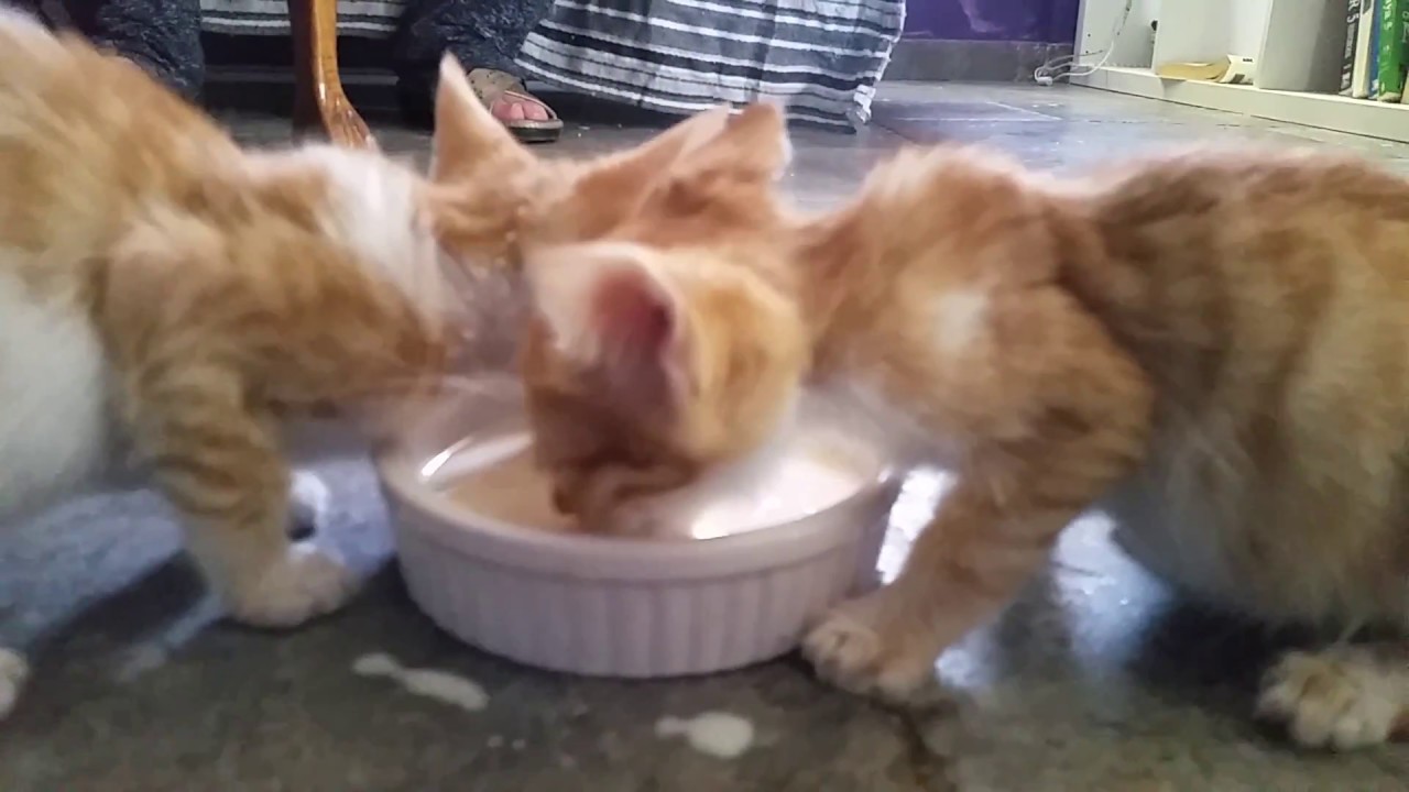 Funny kittens hungry kittens