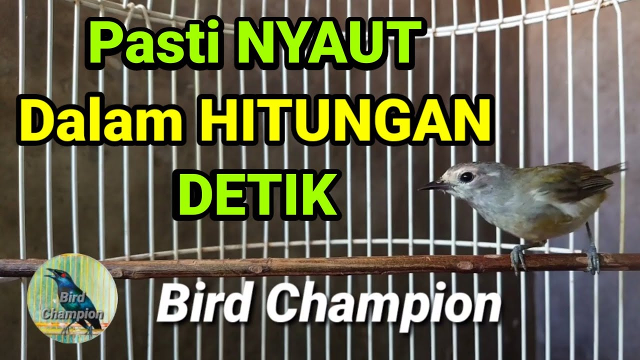 Pancingan Opior Jawa Biar Gacor Hanya Dalam Hitungan Detik Semua jenis Opior Jawa Pasti Nyaut.