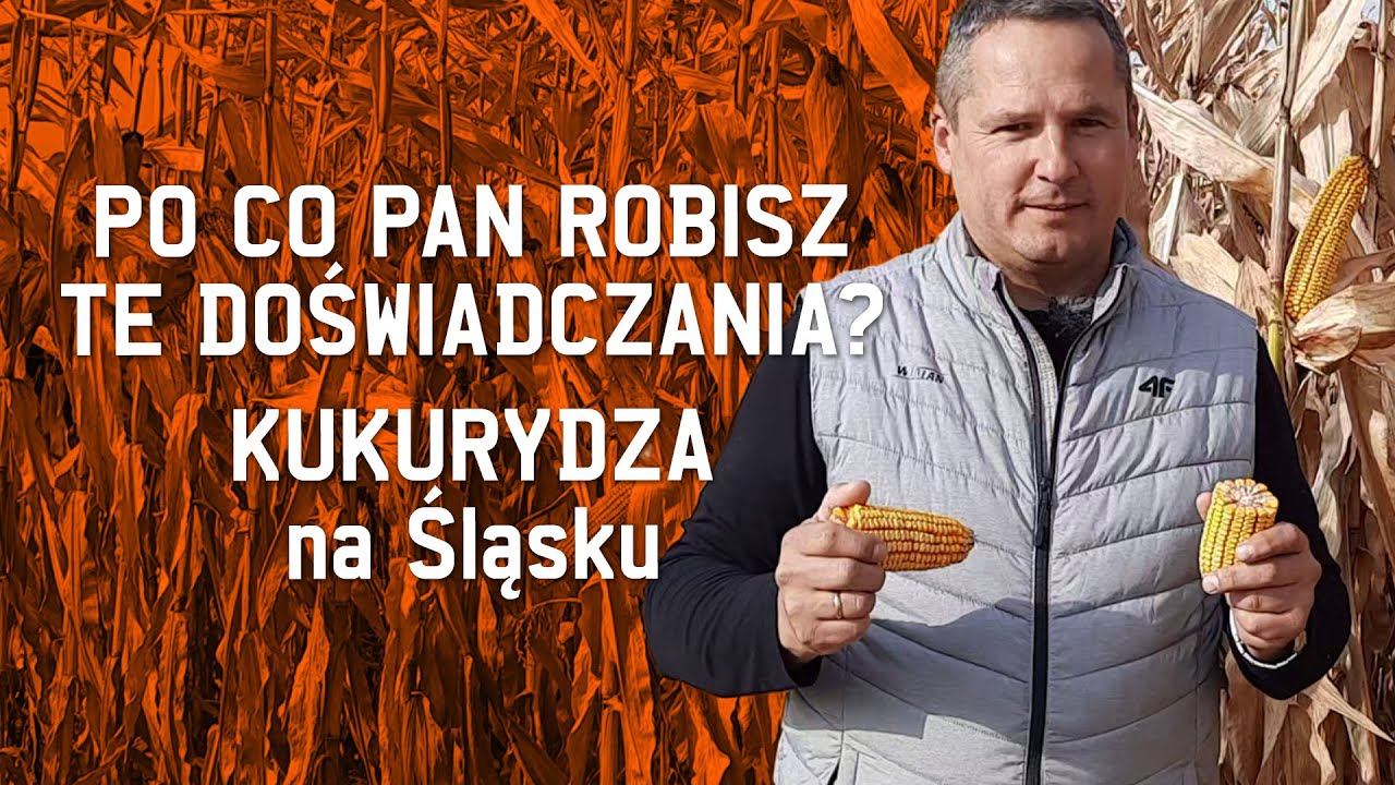 KUKURYDZA NA ŚLĄSKU. Po co Pan robisz te doświadczenia?