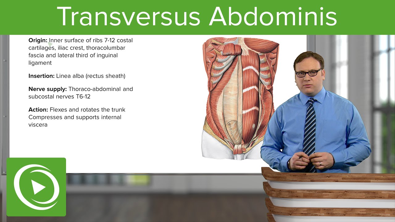 Transversus Abdominis &ndash; Anatomy | Lecturio