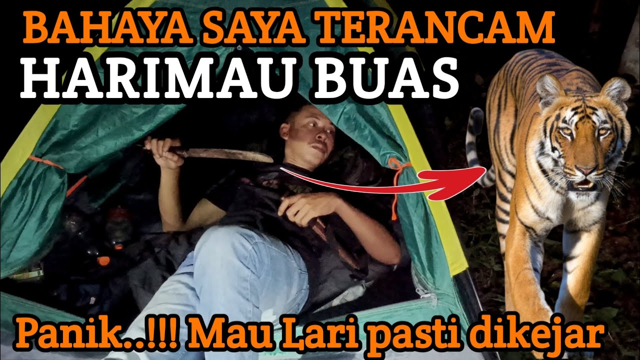 CAMPING HOROR: CELAKA LARI DIKEJAR HARIMAU YANG BUAS.!!! HARIMAU INI MENGINTAI SAYA