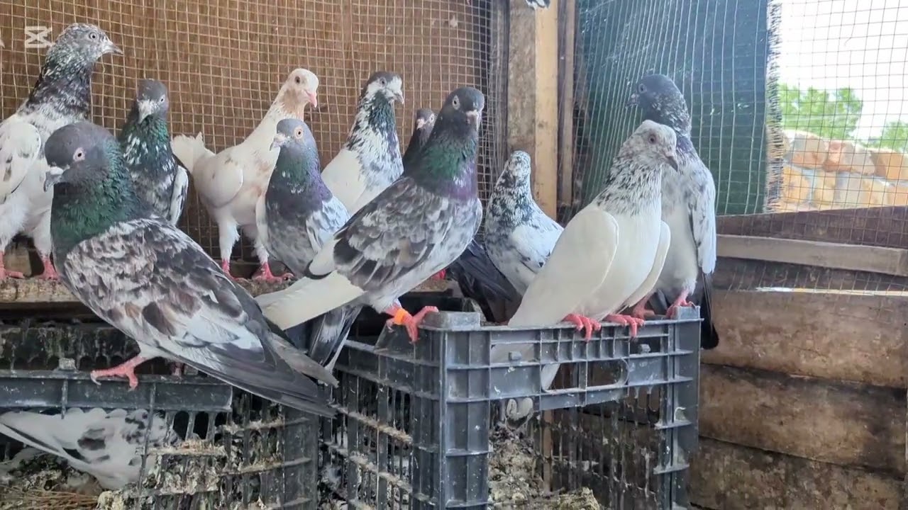 #HAZARA #PIGEON #ABBOTTABAD #VIRAIVIDEO