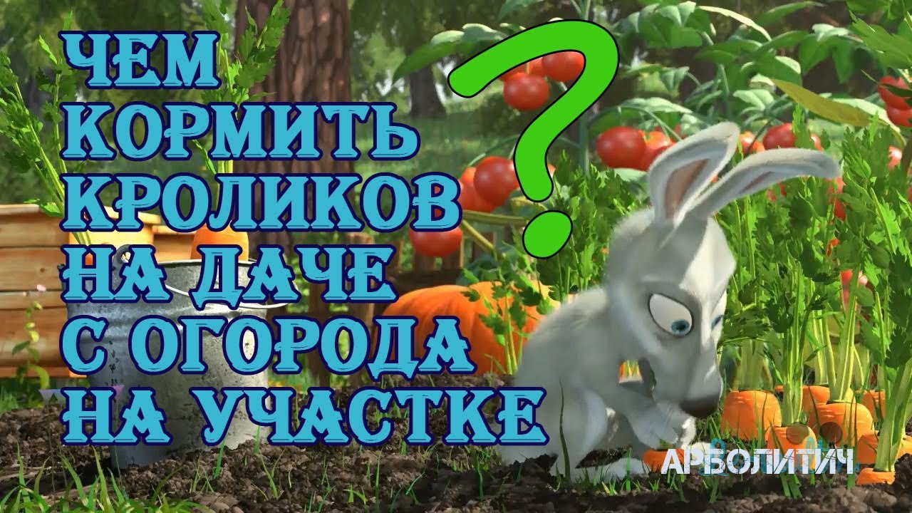 Чем кормить кролика с огорода на даче |  Дневник Кроликовода №19| Арболитич