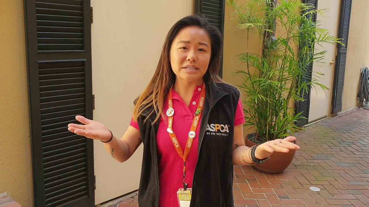 How to be a successful Canvasser?