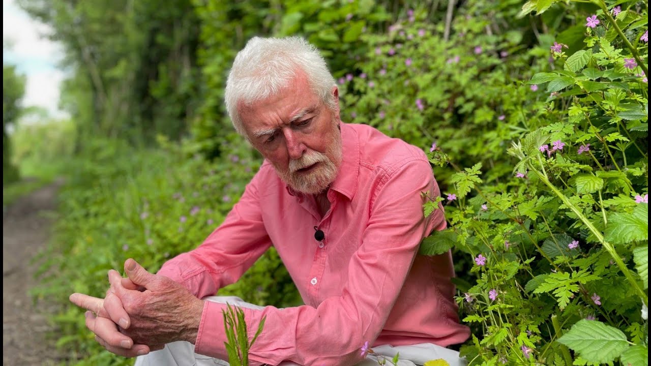 Herb Robert - Part 1 - with  John Feehan in June, Wildflowers of Offaly series.
