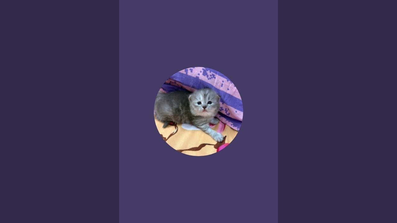 cat_shorts is live