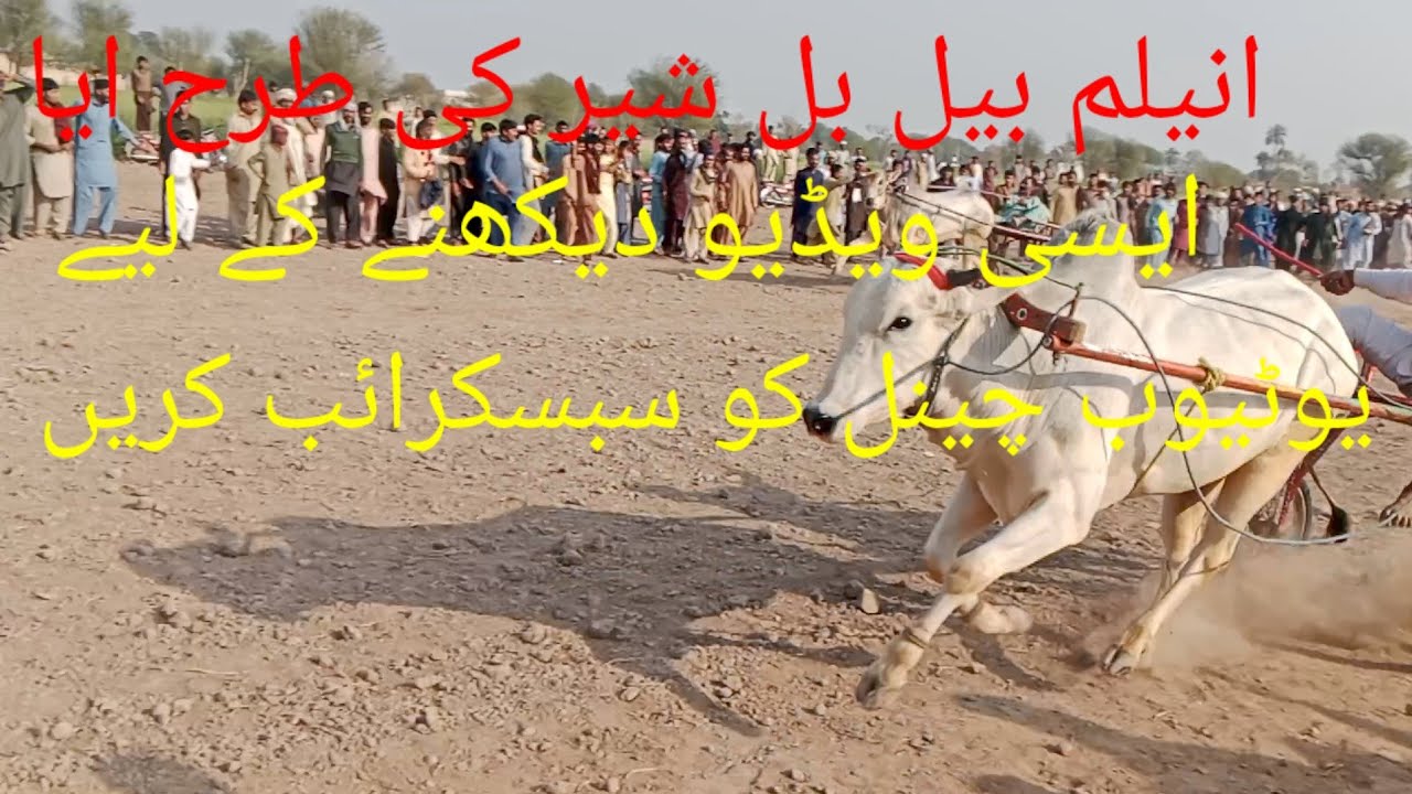 بیلوں انیلم کی دوڑ دیکھیں ببر شیر کی طرح ایا🐃🦬🦬🐂🐅🐅 viral #video #for you#