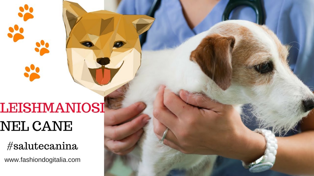 Leishmaniosi nel cane: sintomi, test, vaccino, cure