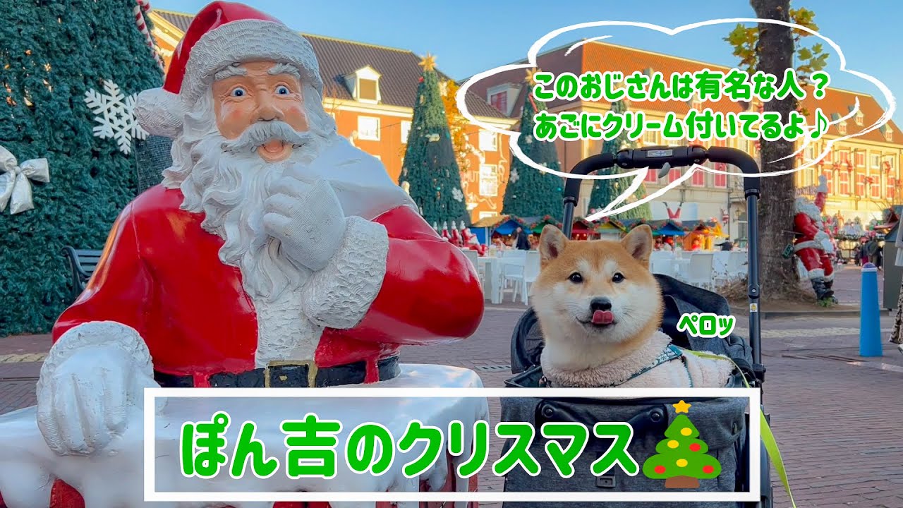 【豆柴】ぽん吉と初めてのクリスマス🎄ハウステンボスのイルミネーションが綺麗過ぎました✨【＃60】