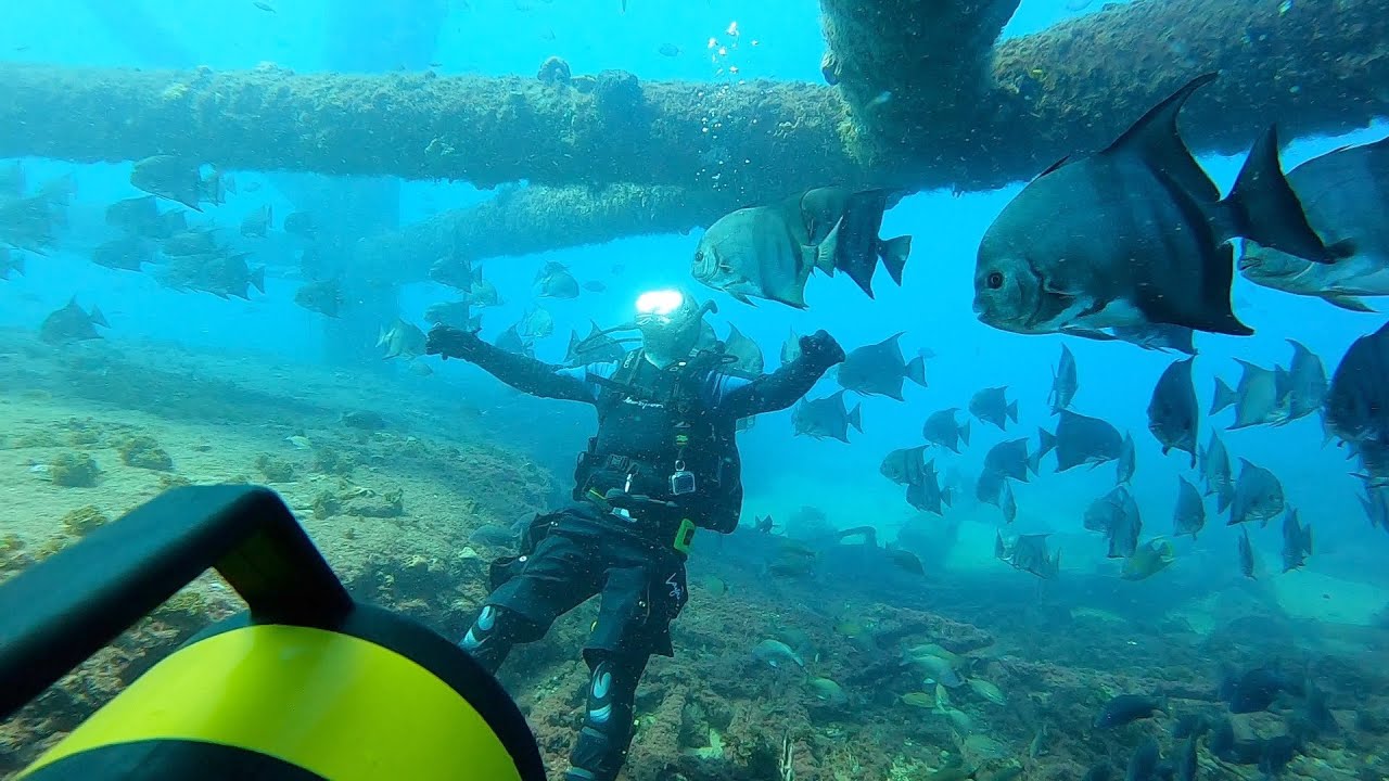 Sharks all around us!