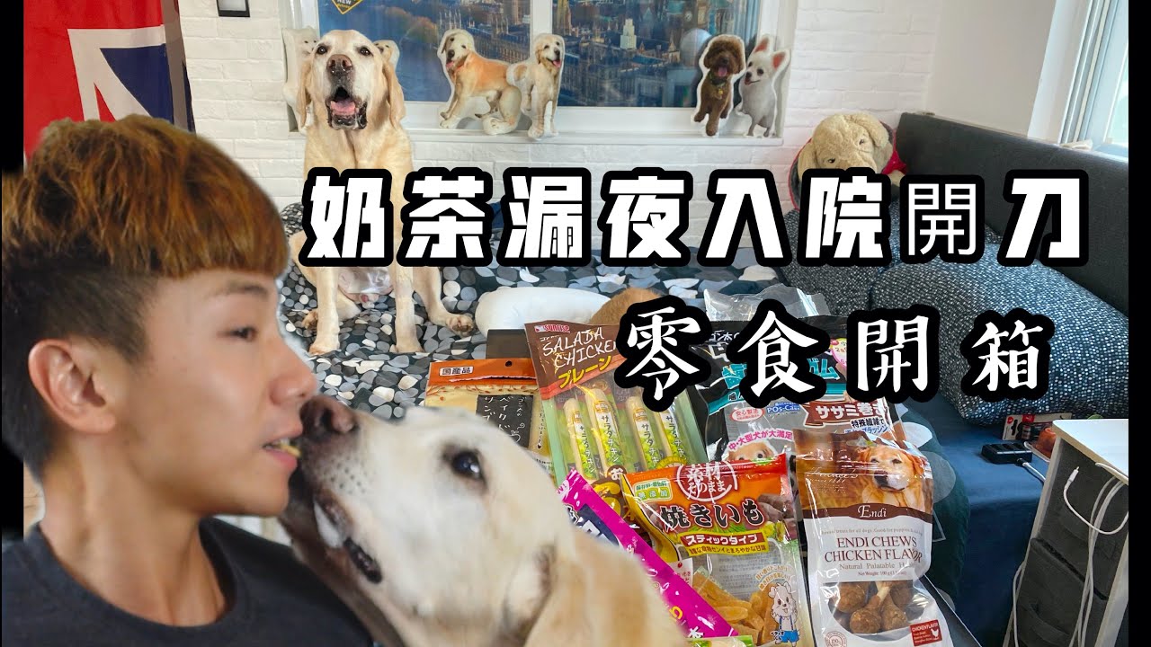 #21 奶茶急症做手術?! 漏夜入院即時開刀！狗狗零食開箱試食! Milk Tea underwent urgent surgery overnight! Dog Snacks Unboxing!