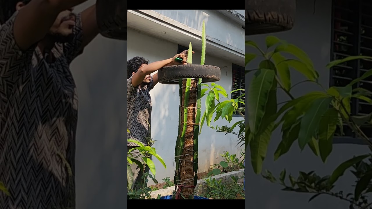 👆👆 Dragon fruit pruning | Dragon fruit | Dragon fruit in drum