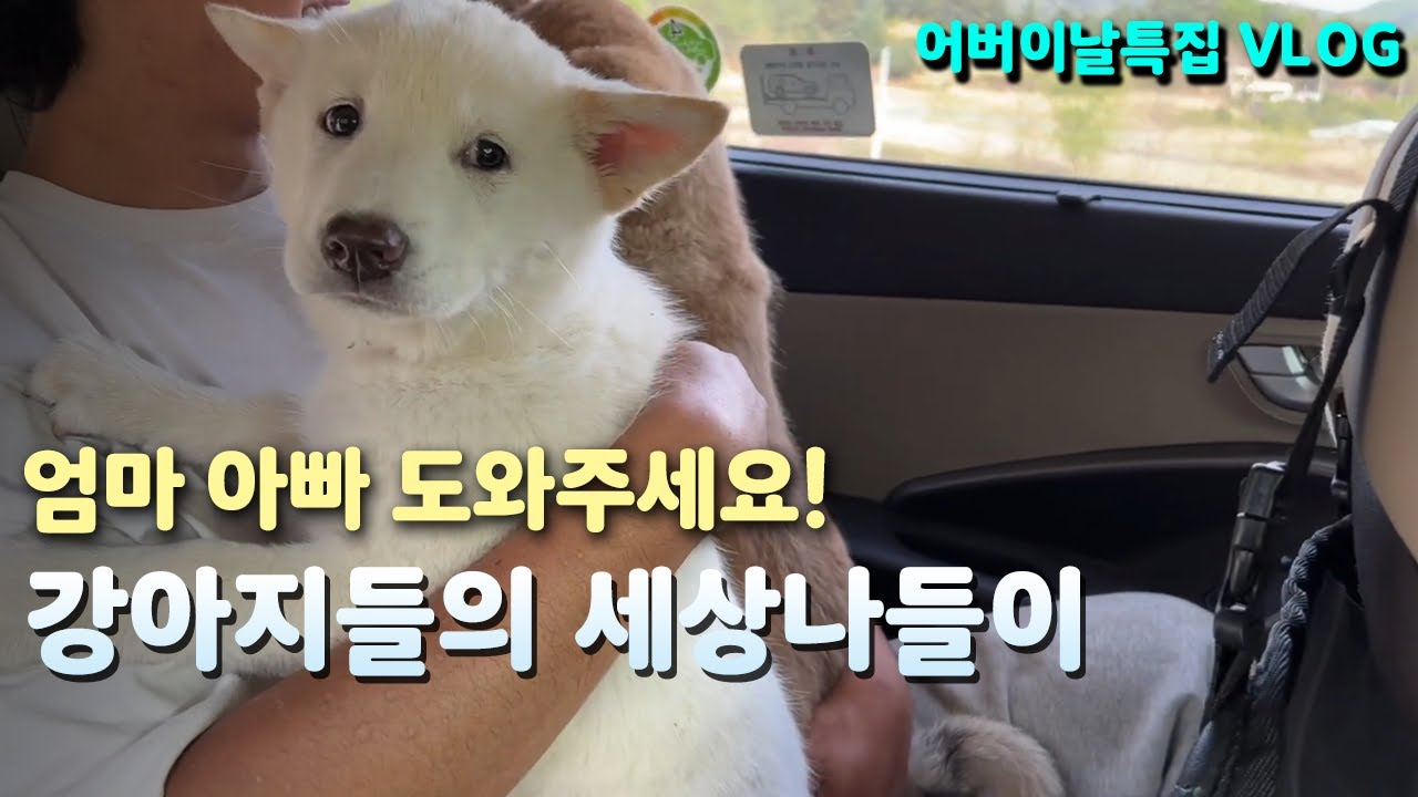 진돗개는 강아지를 만나면 어떻게 행동할까? 인간만 사랑을 한다는 착각 [어버이날 특집]