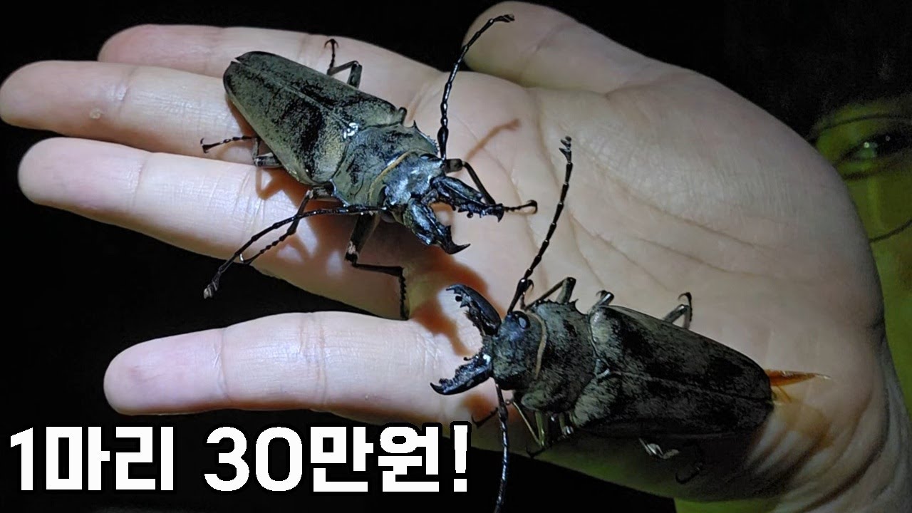 조과통 터지겠네요..!! 전설의 곤충을 바글바글 잡았습니다.. with김좀말벌씨