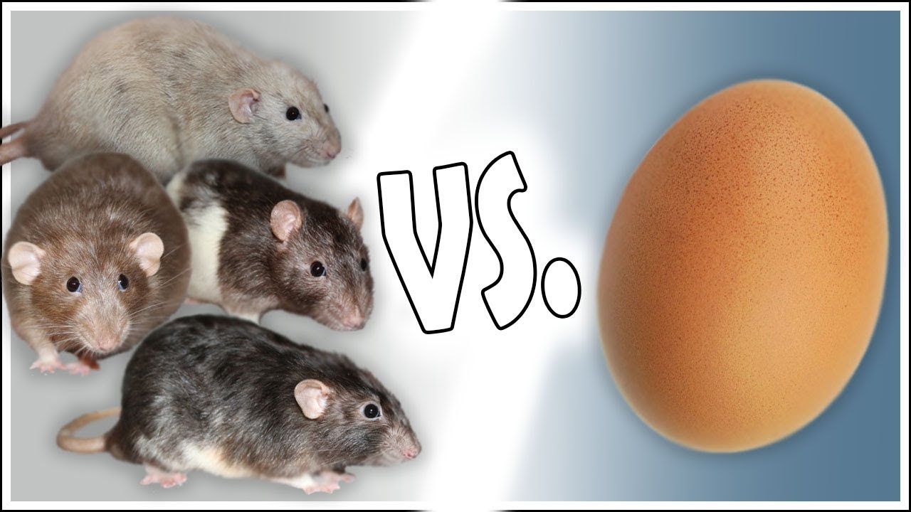 Vier Ratten und ein Ei | 2.0