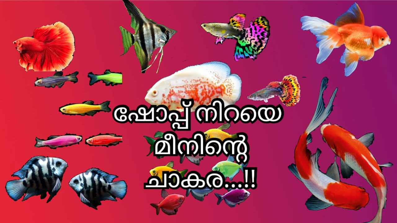 ഷോപ്പ് നിറയെ മീനിന്റെ ചാകര....!!!!
