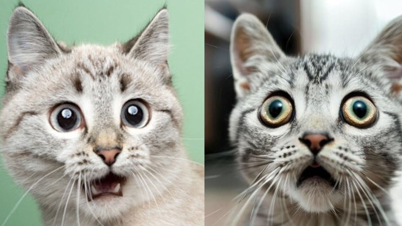 🤪😂 Вирусные кошачьи неудачи, которые заставят вас смеяться до слез! Невероятные моменты! 🤣🐱