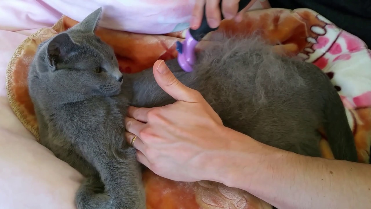 Furminator on Short Hair Russian Blue Cat In Action
