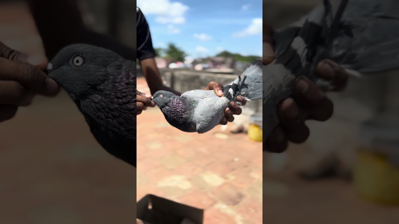 I bought new pigeon😍 | in tamil | tamil pigeon |