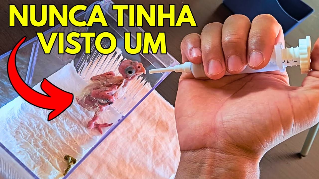 APRENDA COMO CUIDAR DE UMA CALOPSITA FILHOTE - CALOPSITAS