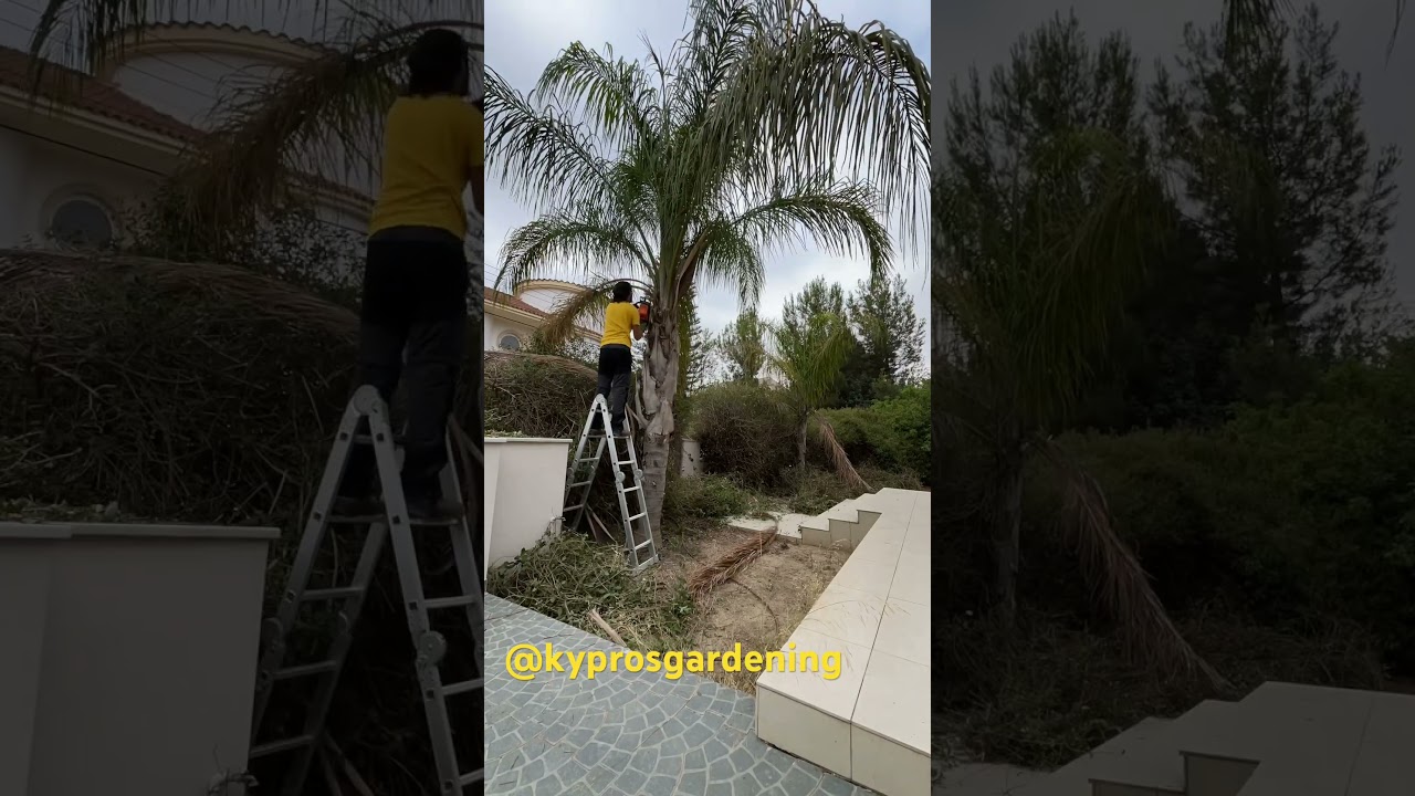 Jak przycinać palmę. #palmy #poradyogrodnicze #kyprosgardening