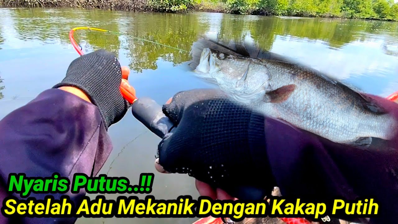 Nyaris Putus..!! Setelah Adu Kekuatan Dengan Kakap Putih Di Bawah Akar Bakau