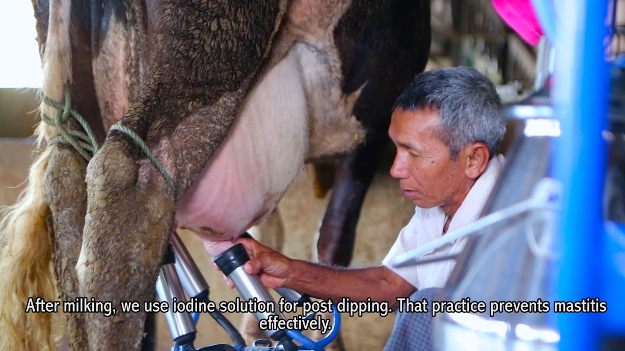 Farmer U Aung Myint talks about his profitable dairy farm