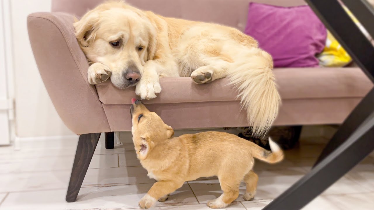 Cute Puppy tries to play with Golden Retriever who ignores him