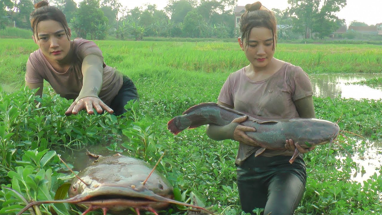 Harvesting Fresh Fish for Market – Traditional Pickle Recipe in Rural Vietnam | Lisa harvest 686