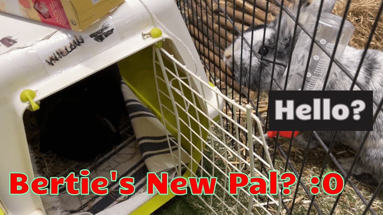 The New Arrival Is Here - Bertie's New Bunny Friend?