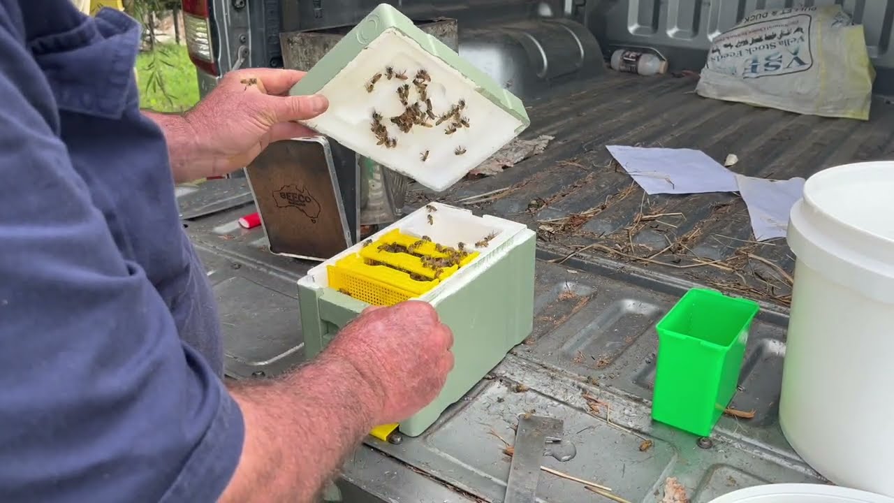 🐝  Checking on more mini mating nucs and the Apimaye 4 way hive.  Orara Valley Honey March 2024.