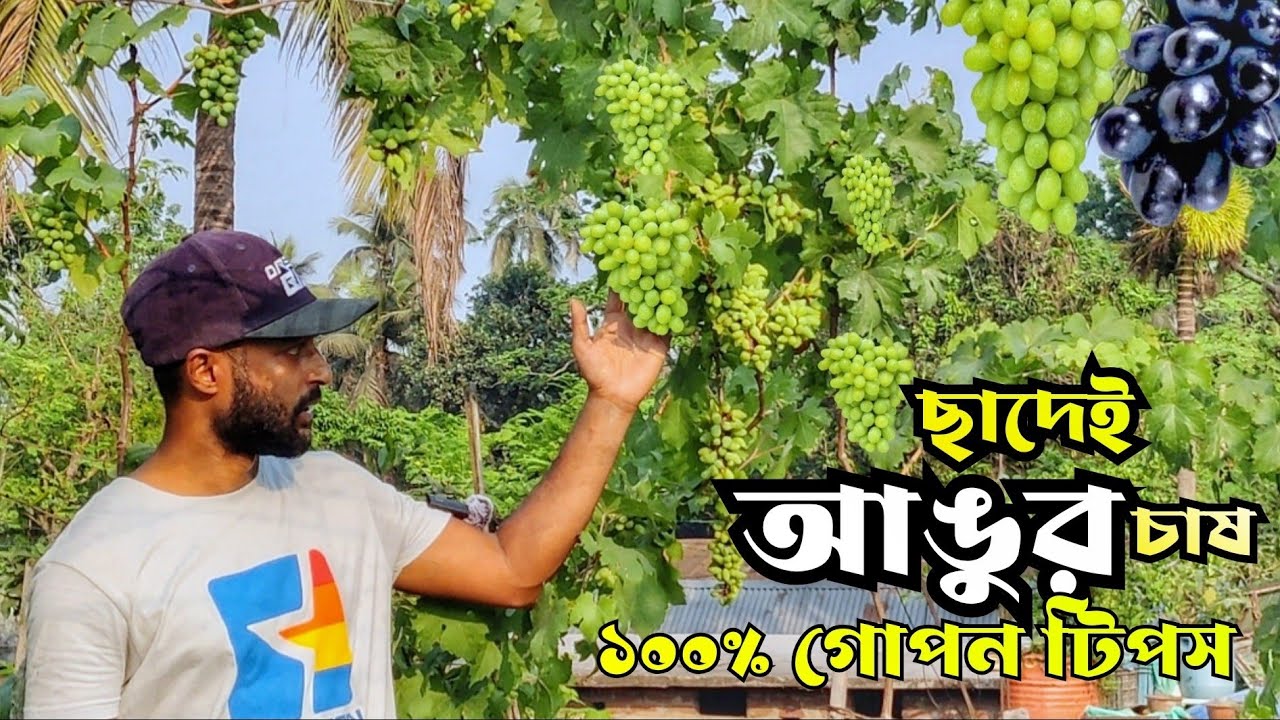 ছাদে এক গাছে শত শত আঙুর! জানুন আঙ্গুর চাষের পুরো পদ্ধতি | Grapes in Pot | Green Wave